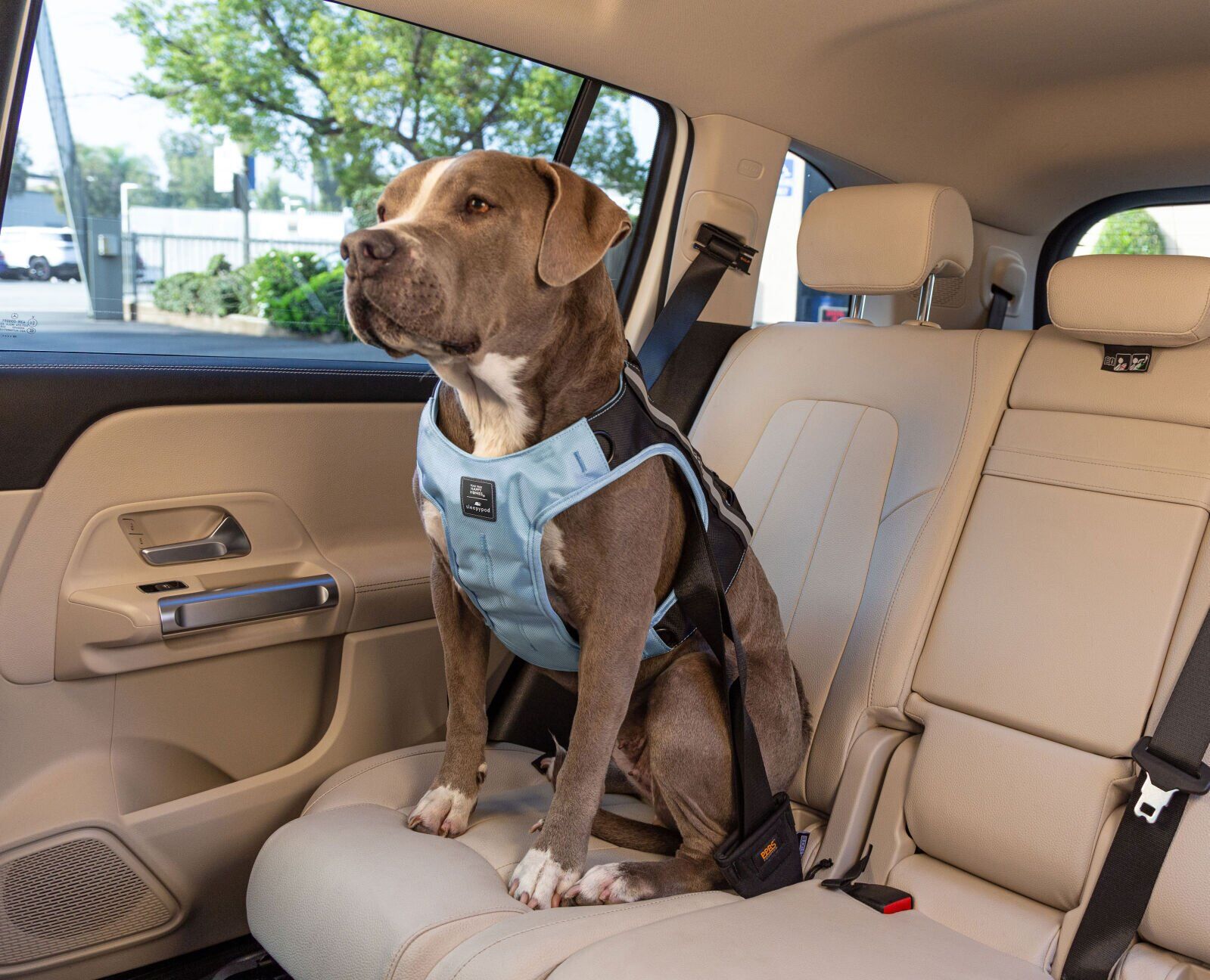 Dog in car